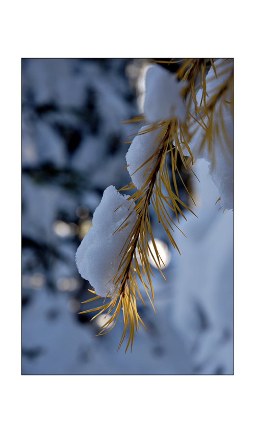 Winterimpressionen: Lärchenast im letzten Sonnenlicht