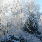 Winterimpressionen - pur & ehrlich