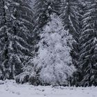 Winterimpressionen Schwarzwaldhochstraße