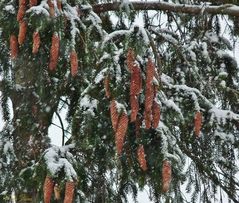 Winterimpressionen -Tannenzapfen