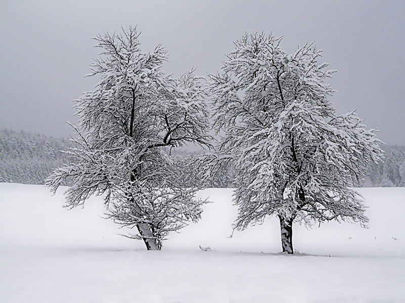 Winterimpressionen VI