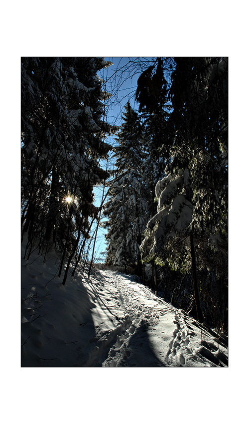 Winterimpressionen: Waldweg