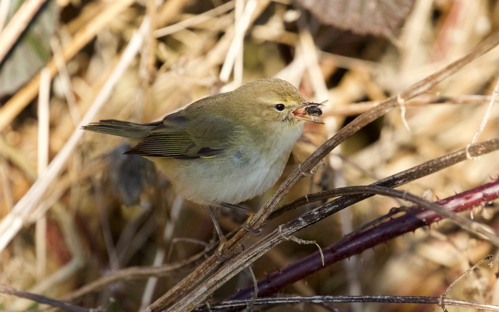 Wintering Chiffchaff