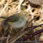 Wintering Chiffchaff