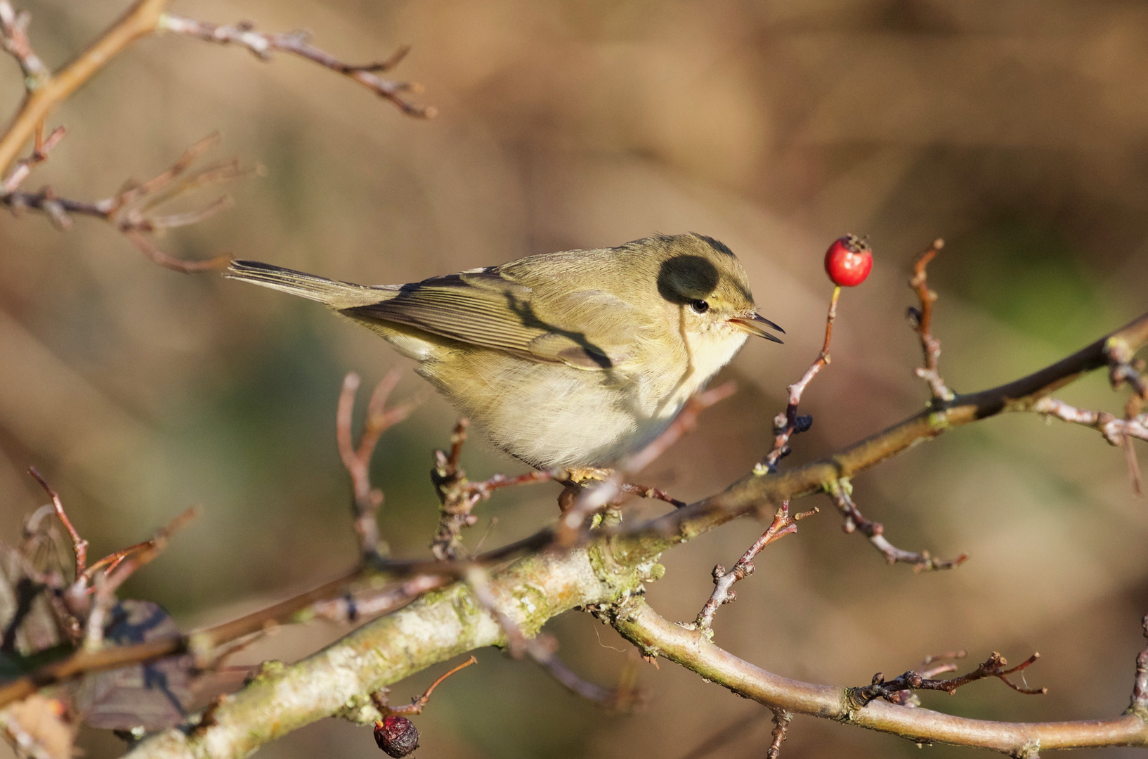 Wintering Chiffchaff