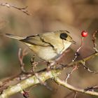 Wintering Chiffchaff