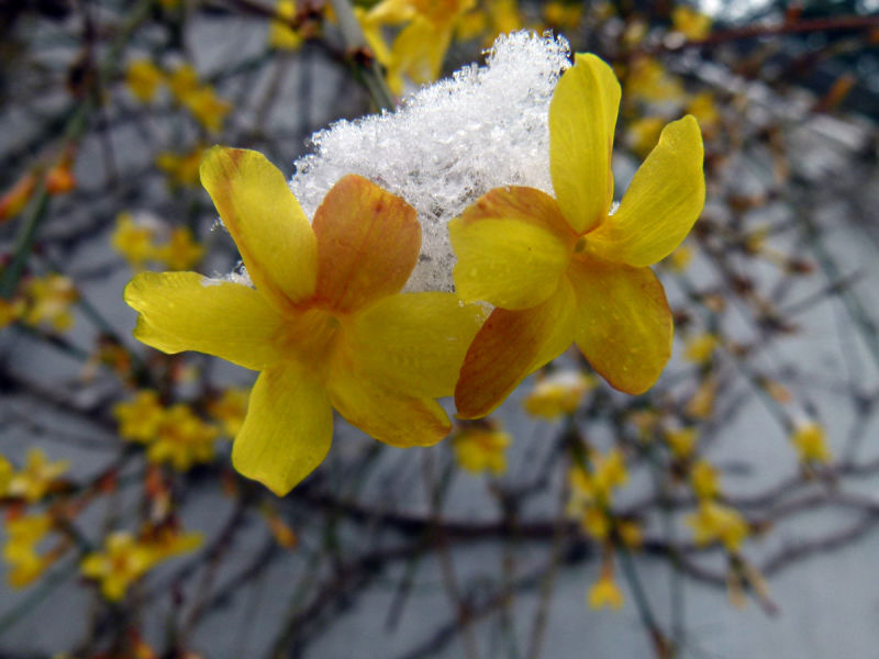 Winterjasmin............