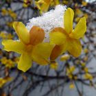 Winterjasmin............