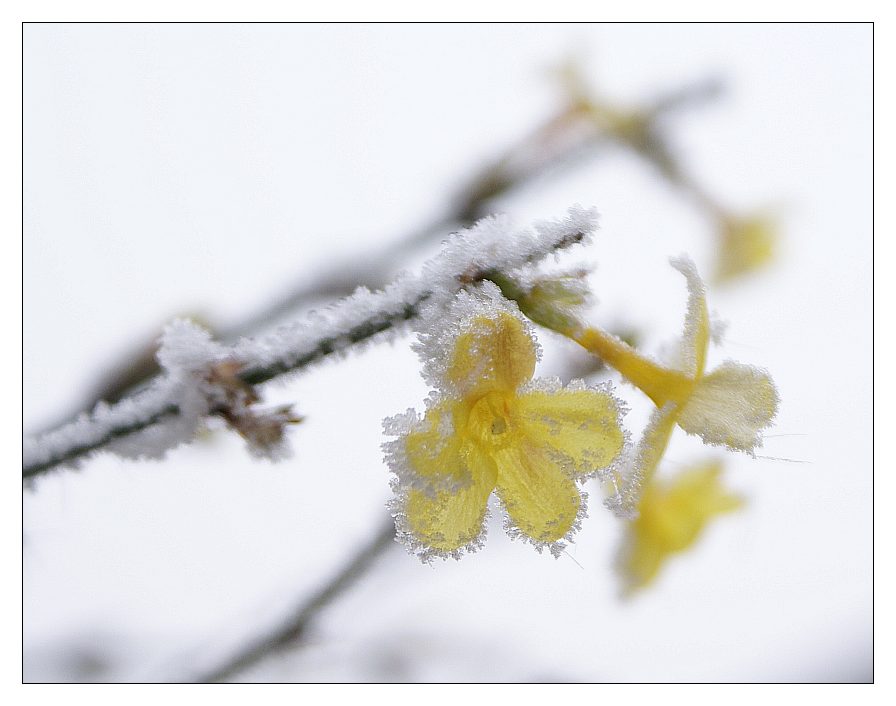 Winterjasmin