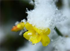 Winterjasmin