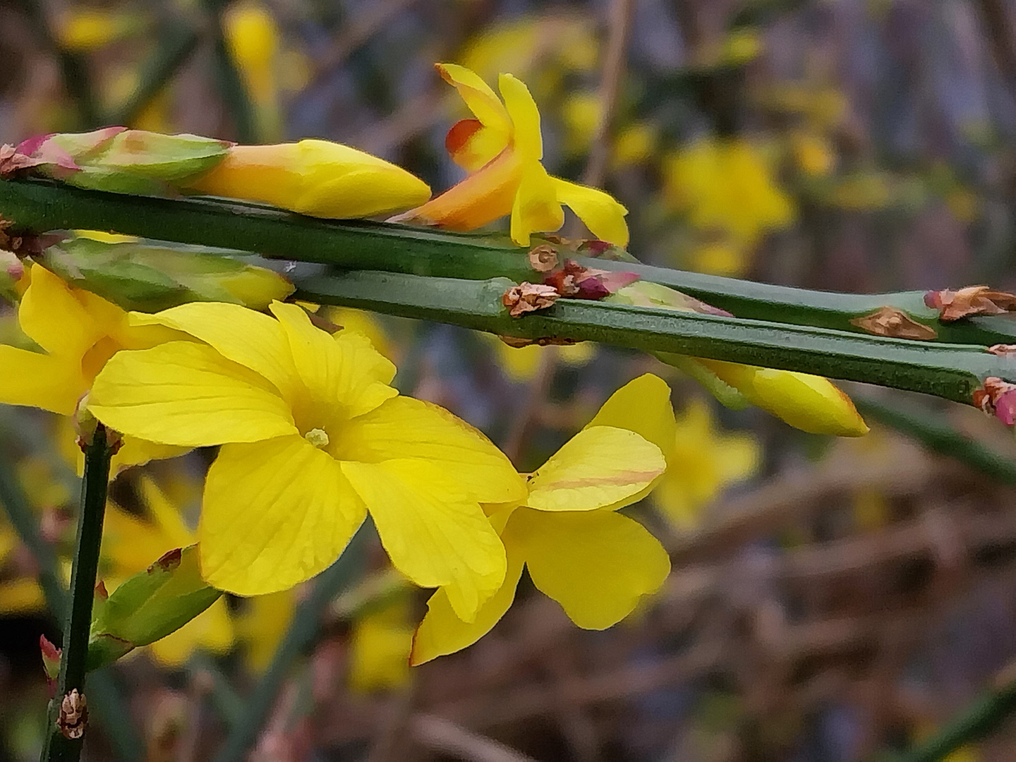 Winterjasmin