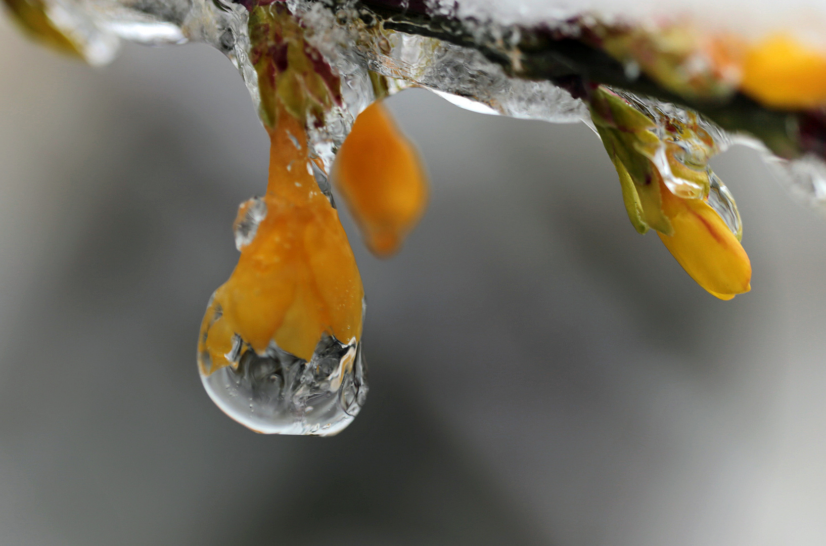 Winterjasmin im Eis