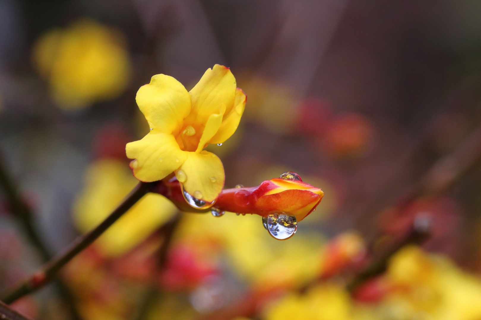 Winterjasmin im Regen