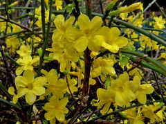 Winterjasmin in voller Blüte