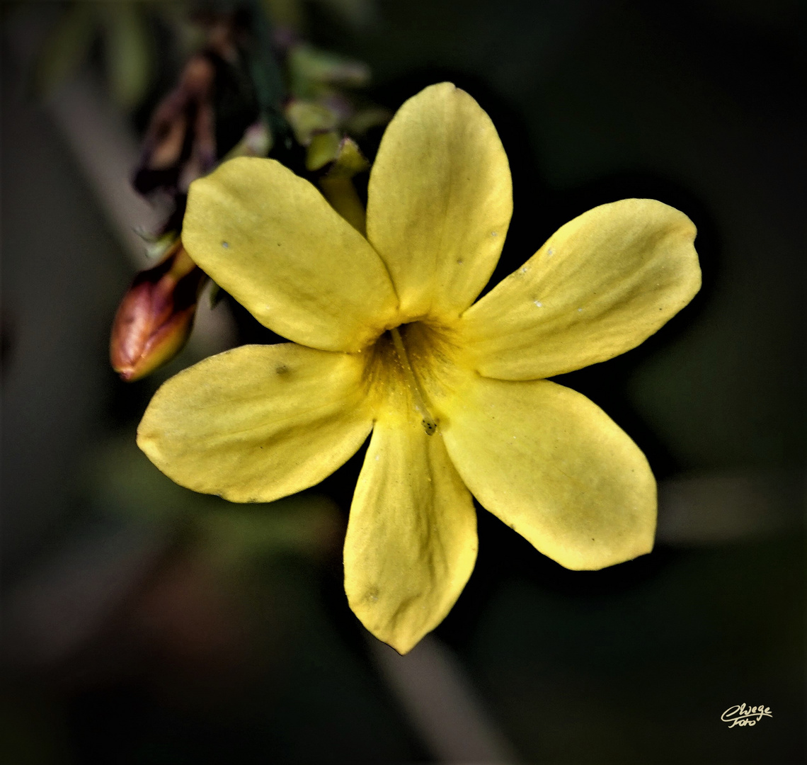 Winterjasmin (Jasminum nudiflorum)