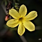 Winterjasmin (Jasminum nudiflorum)