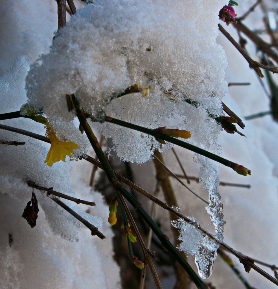 Winterjasmin (Jasminum nudiflorum)