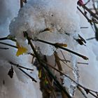 Winterjasmin (Jasminum nudiflorum)