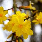 Winterjasmin (Jasminum nudiflorum)