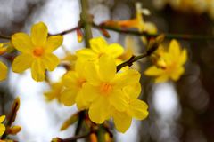 Winterjasmin (Jasminum nudiflorum)