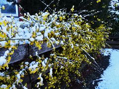 Winterjasmin kurz vorm Bäcker