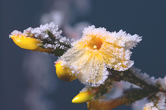 Winterjasmin mit Raureif