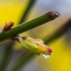 Winterjasmin mit Tropfen