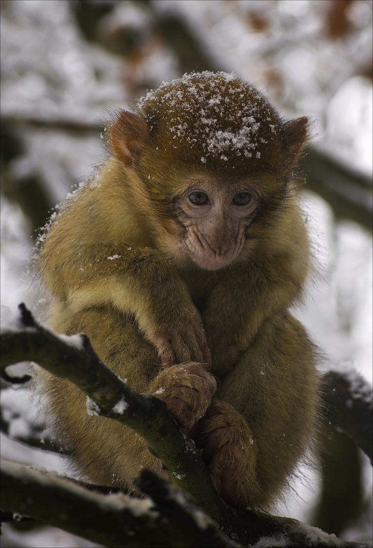 Winterkälte