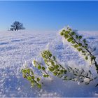 Winterkälte