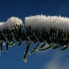 Winterkälte = Winterschmuck