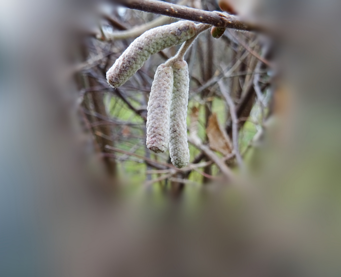 Winterkätzchen