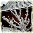 Winterkaktus?....