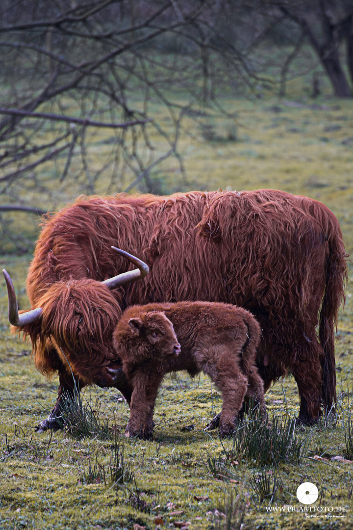 Winterkalb