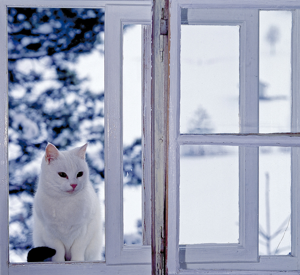 Winterkatze