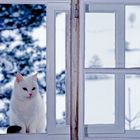 Winterkatze