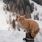 Winter.Katze