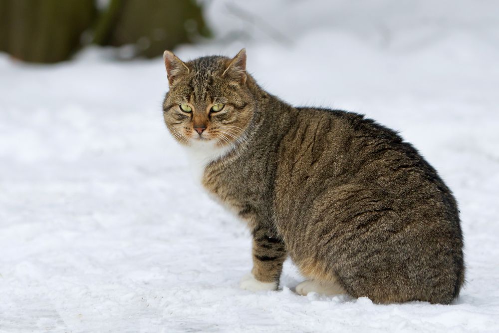 Winterkatze