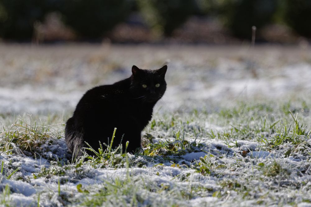 Winterkatze