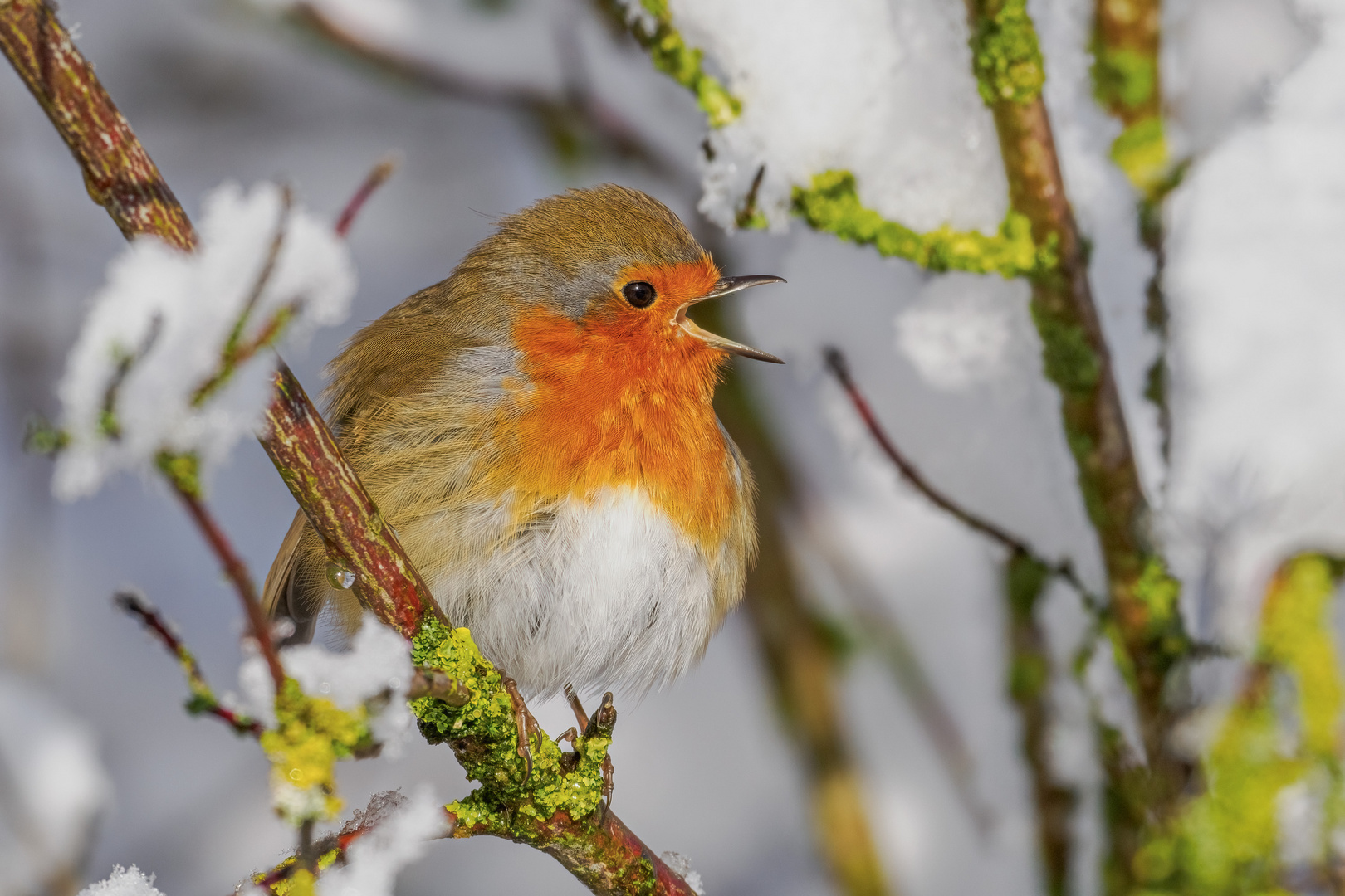 Winterkehlchen