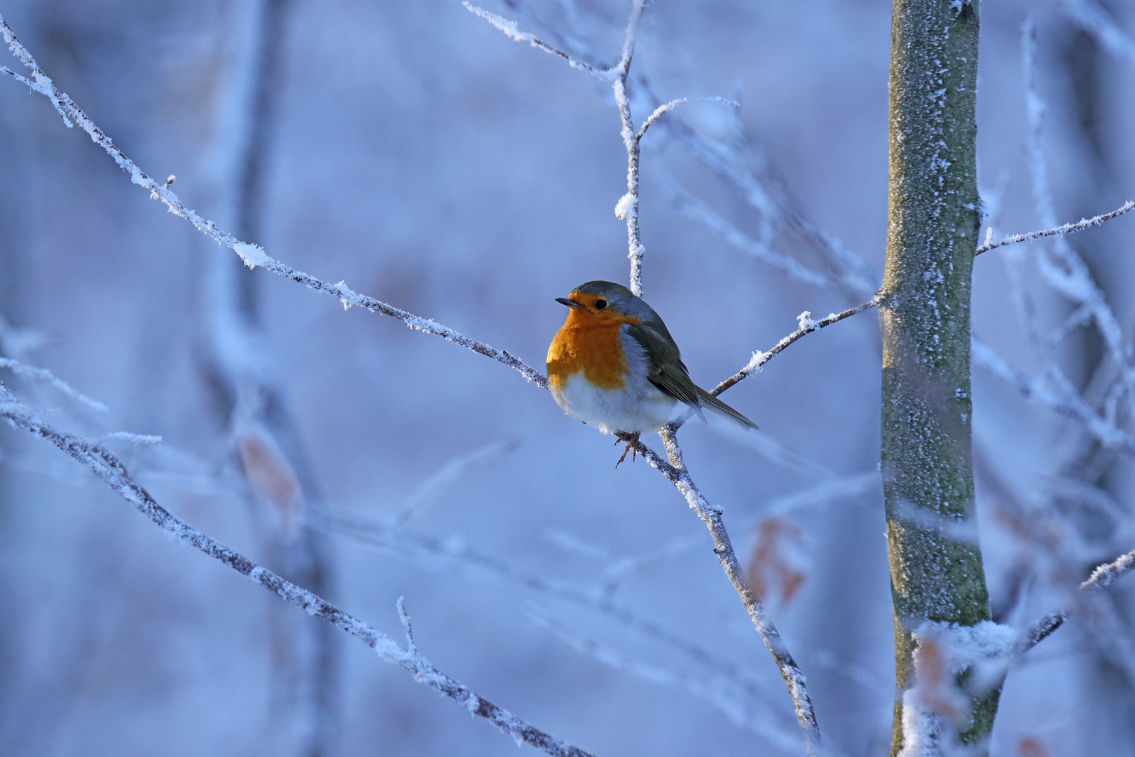 Winterkehlchen