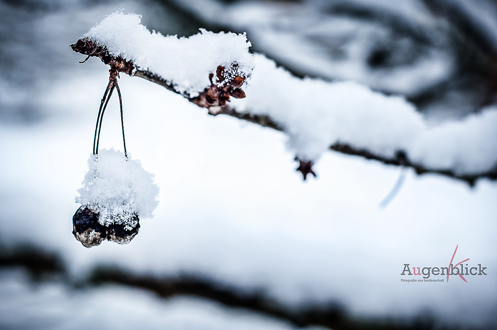 Winterkirschen