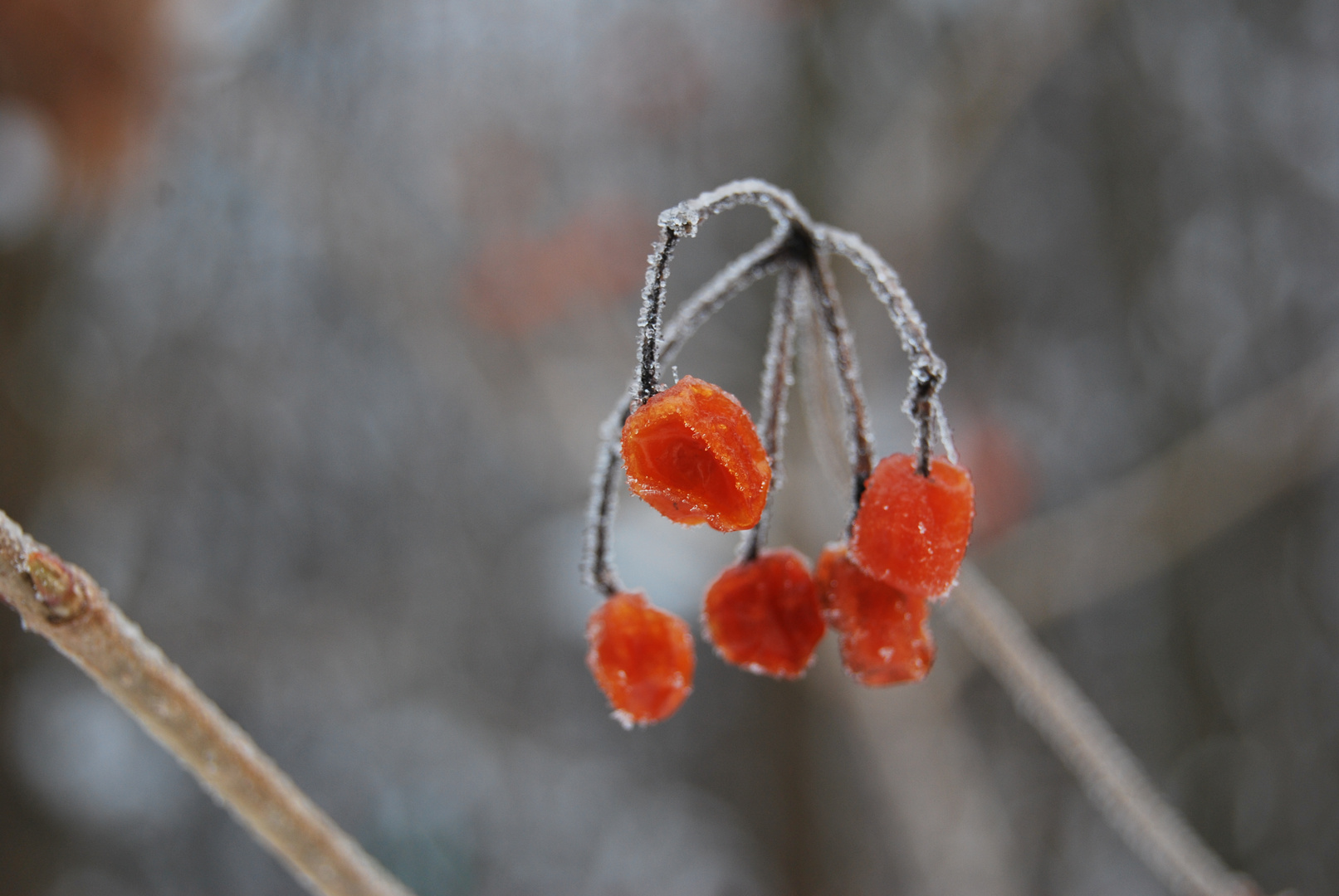 Winterkirschen