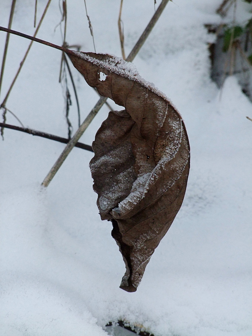 Winterkleid