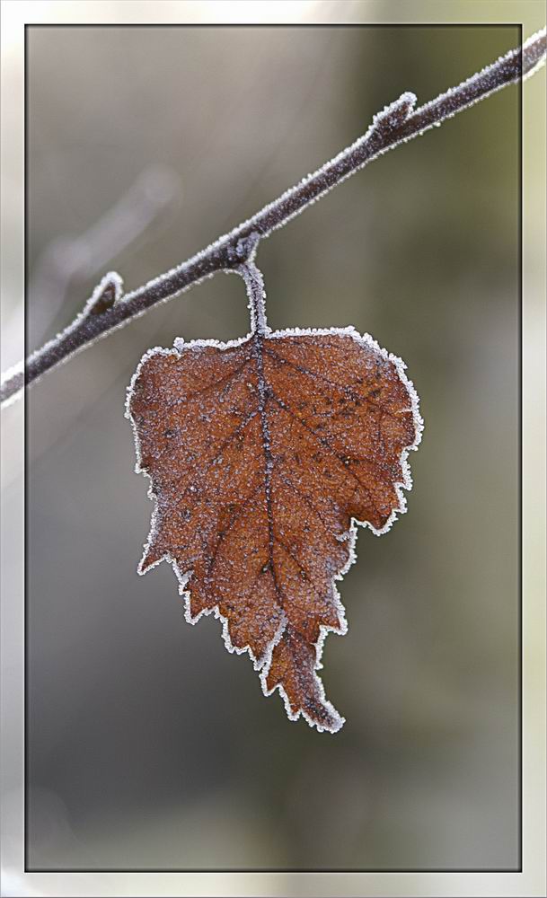 Winterkleid