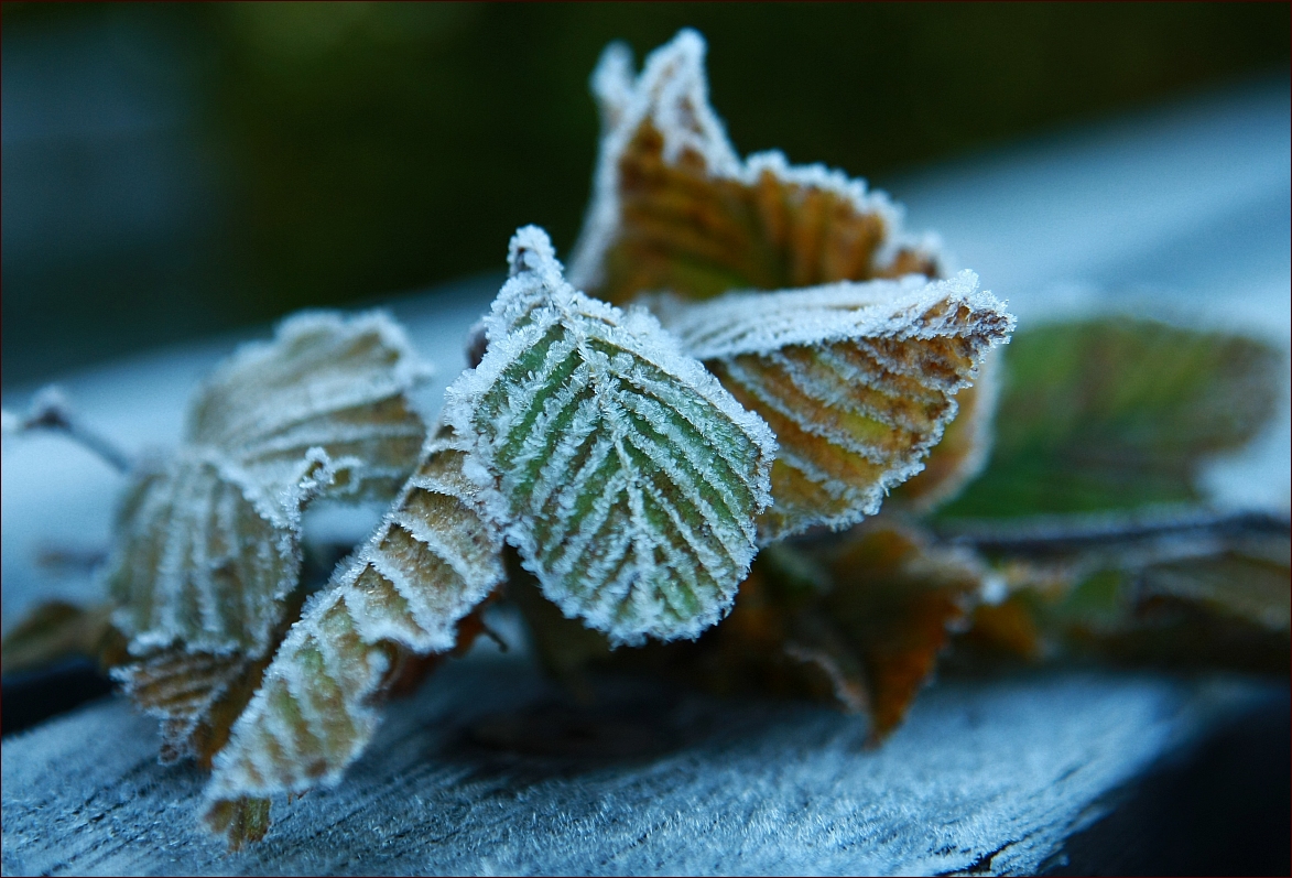 Winterkleid