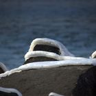 Winterkleid auf der Insel Hiddensee