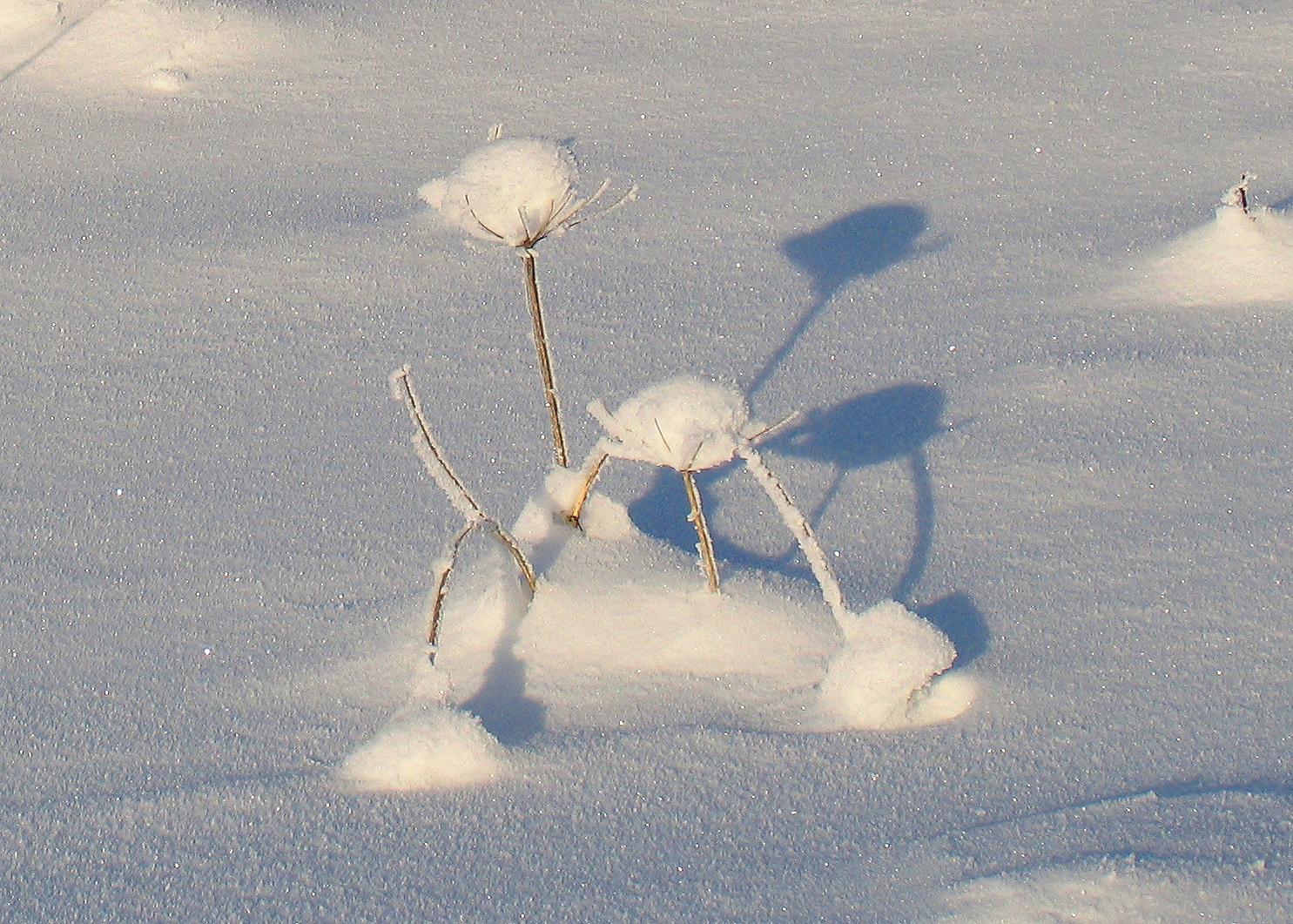 Winterkleid