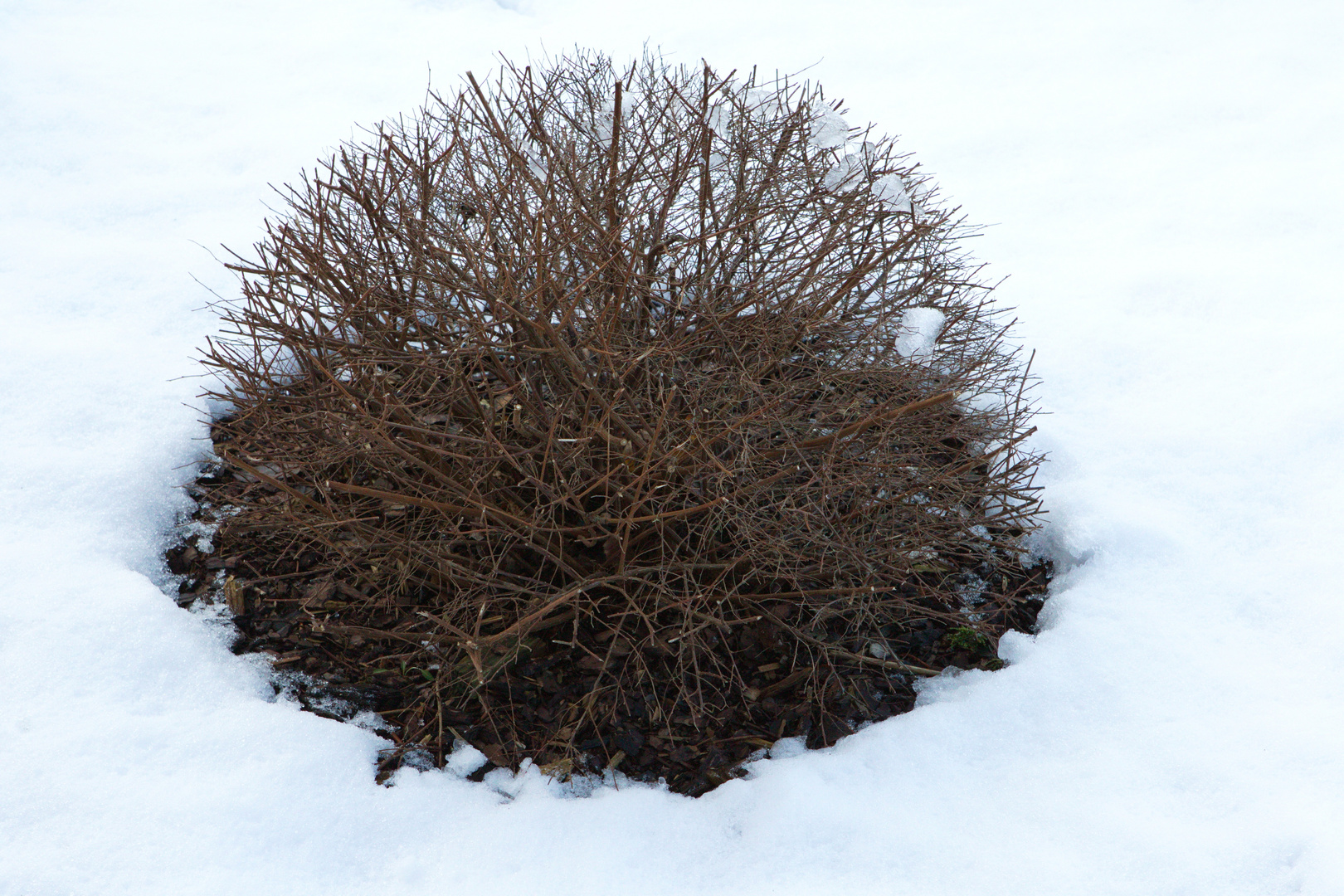 Winterkleid des Anabel-Busches