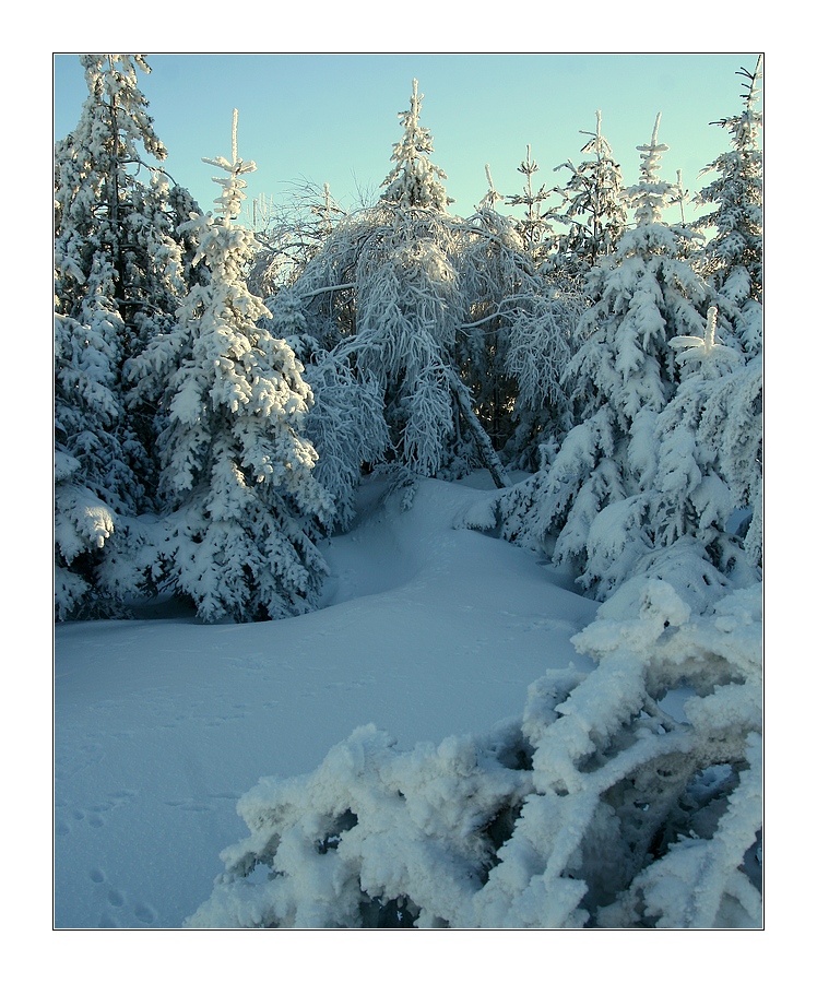 Winterkleid_für_Bäume