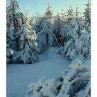 Winterkleid_für_Bäume